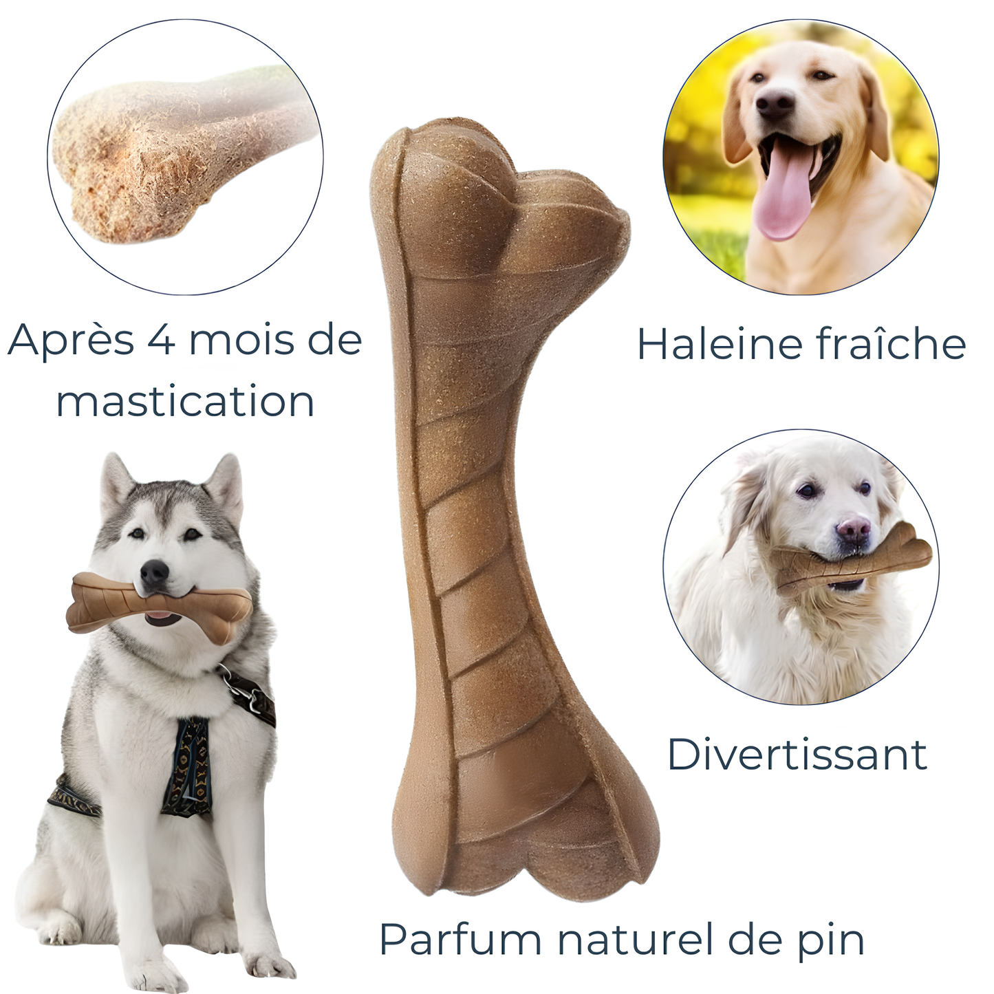 Os en bois de Pin Incurvé – Soin Dentaire et Divertissement