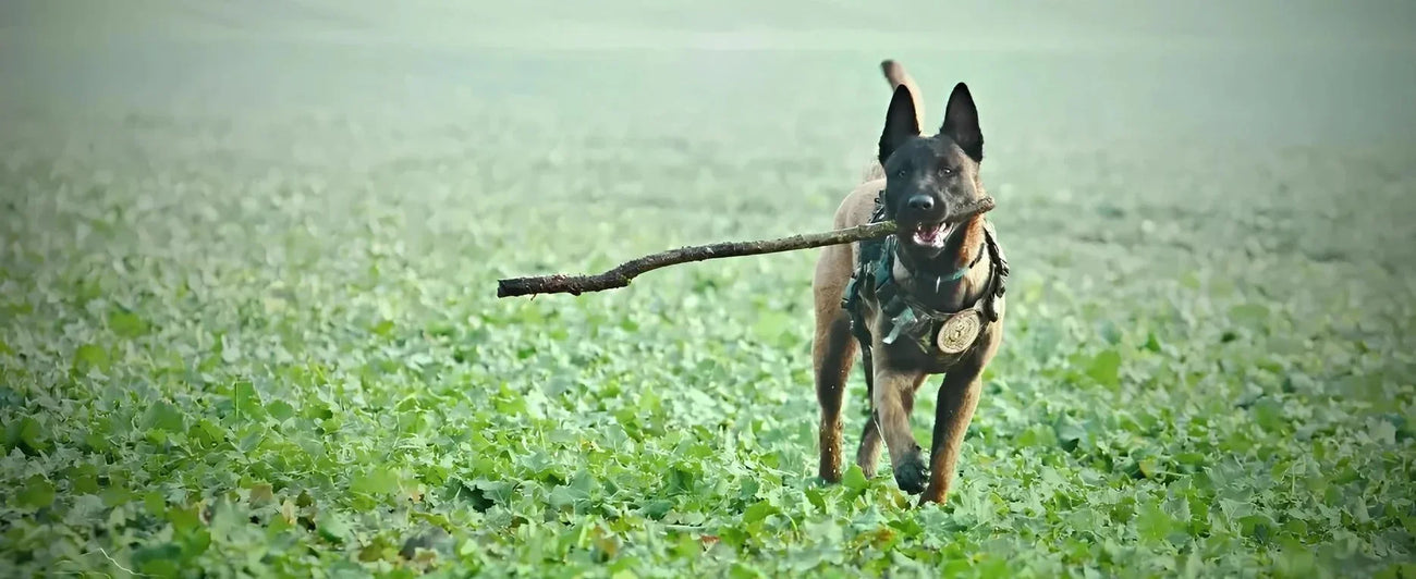 Entraînement et Sécurité Canine