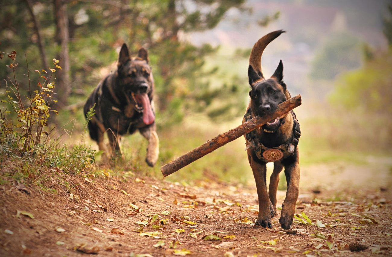 Entraînement et Sécurité Canine